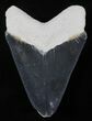 Serrated Bone Valley Megalodon Tooth #25638-1